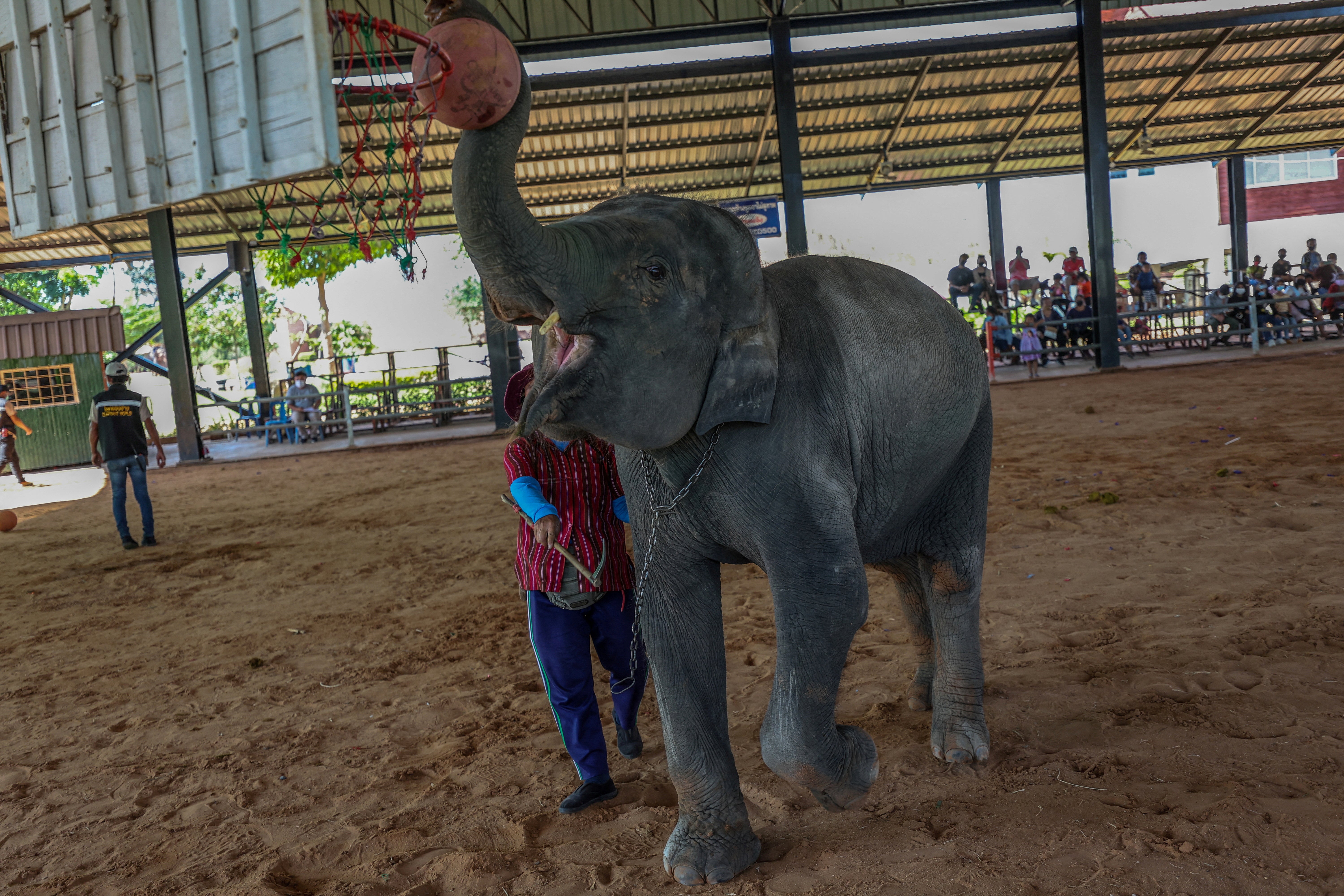 An elephant is forced to play basketball during a show for local tourists