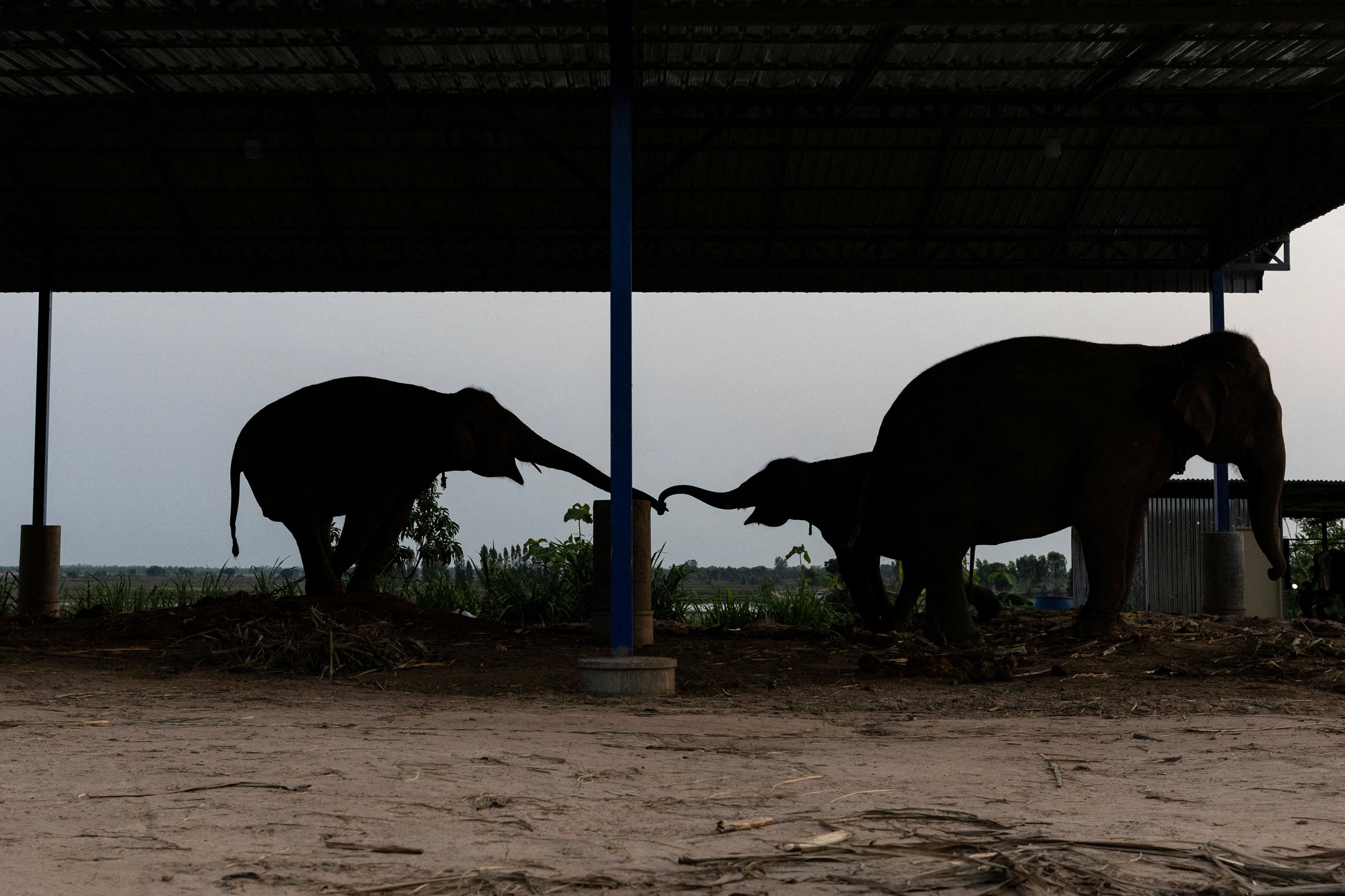 Chained elephants reach to touch trunks
