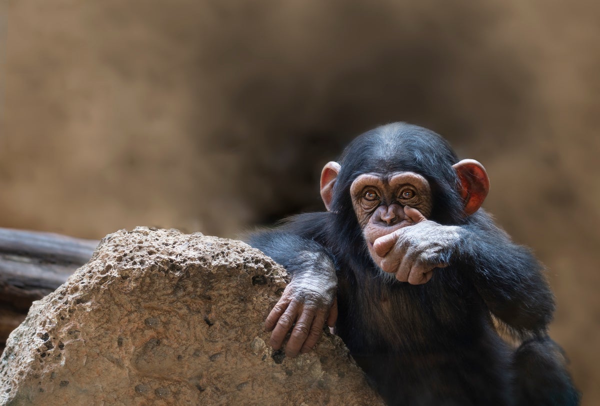 Demokratik Kongo Cumhuriyeti'nde üç öksüz şempanze kaçırıldı ve altı haneli fidye için tutuldu
