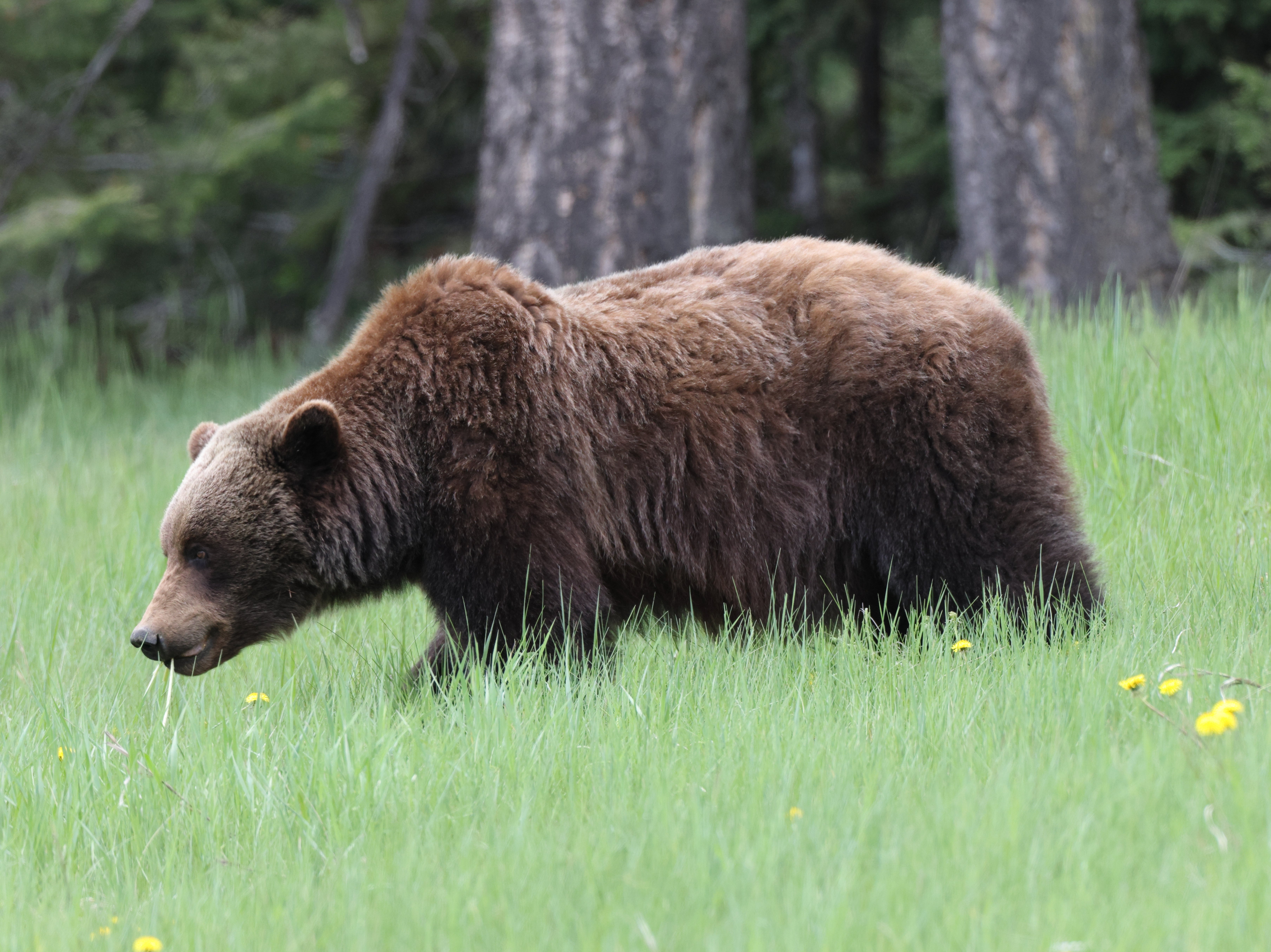 The last time a grizzly bear was seen in the region was in 1996