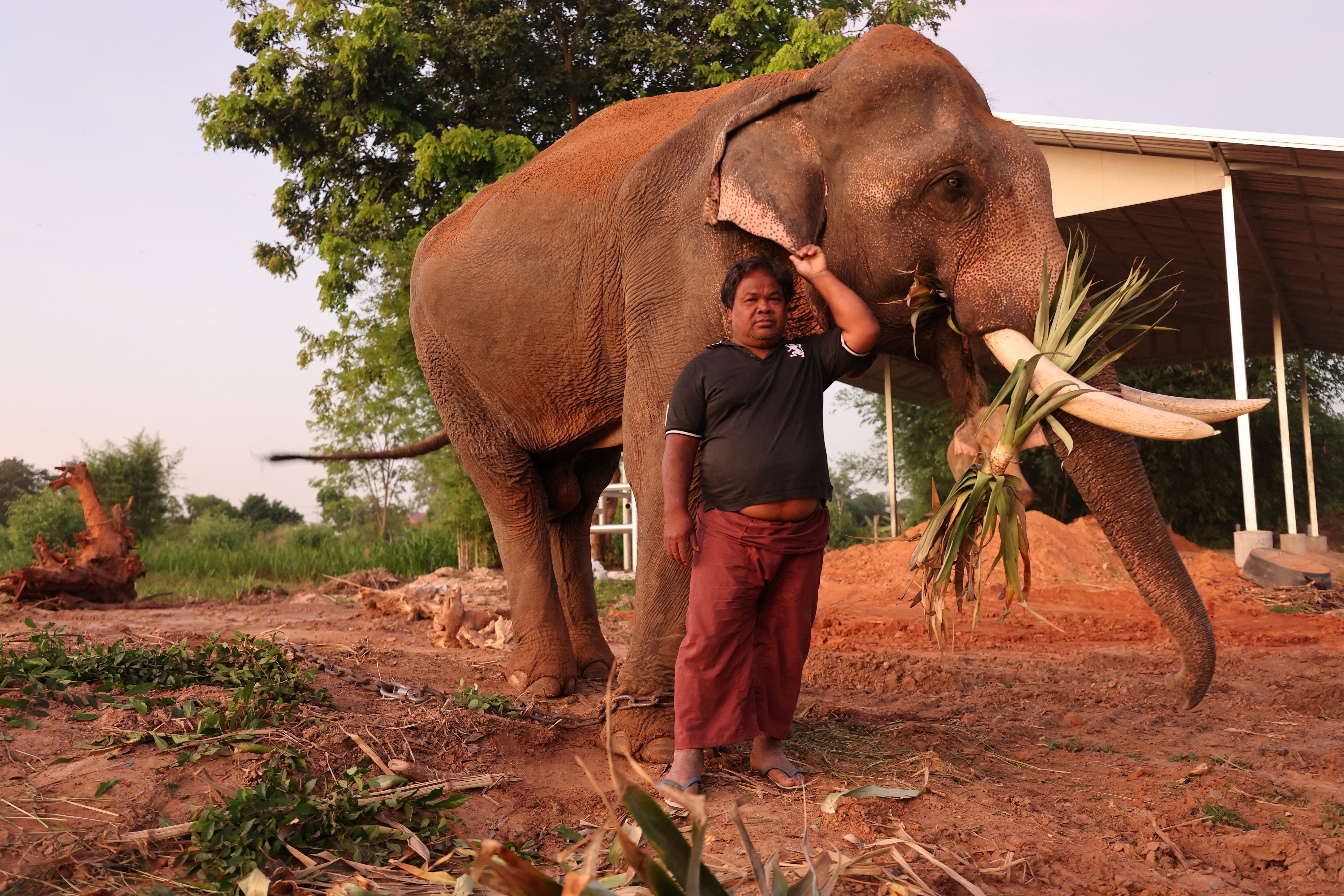 A mahout named Sak, 55, poses with his elephant