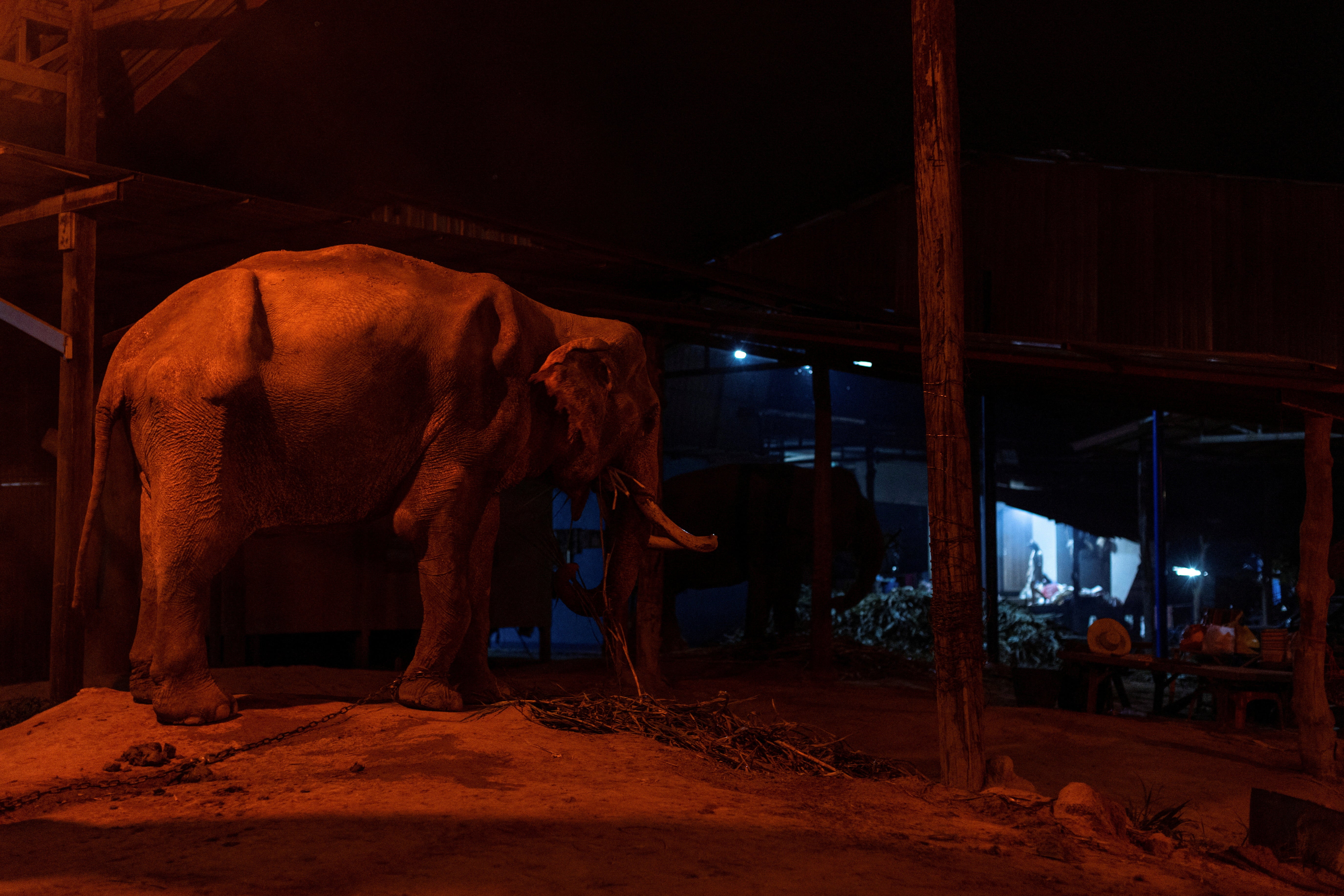 An elephant with bones showing through its skin is chained outside a mahout’s house in Ban Ta Klang