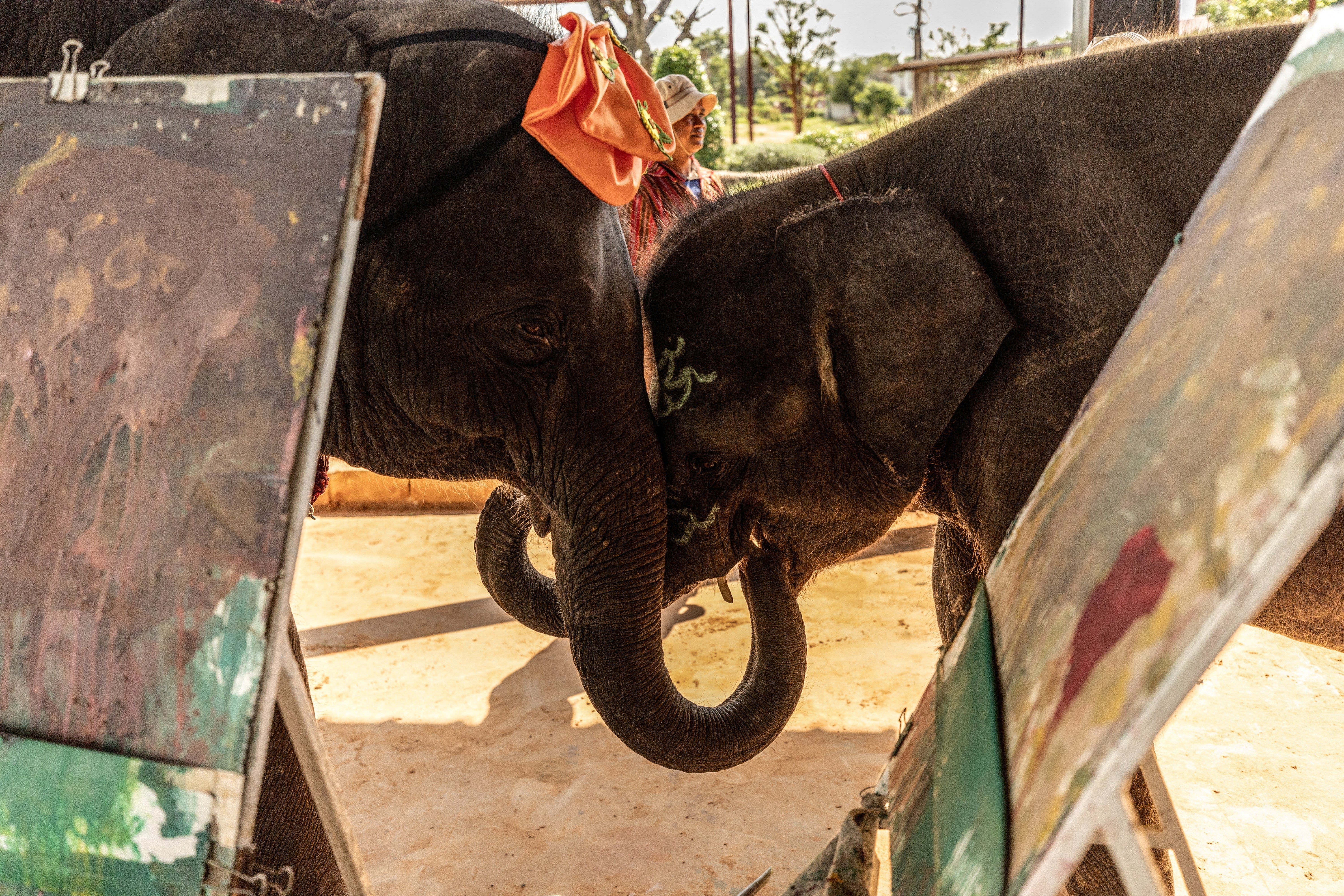 Two elephants touch each other after performing in a painting show for local tourists
