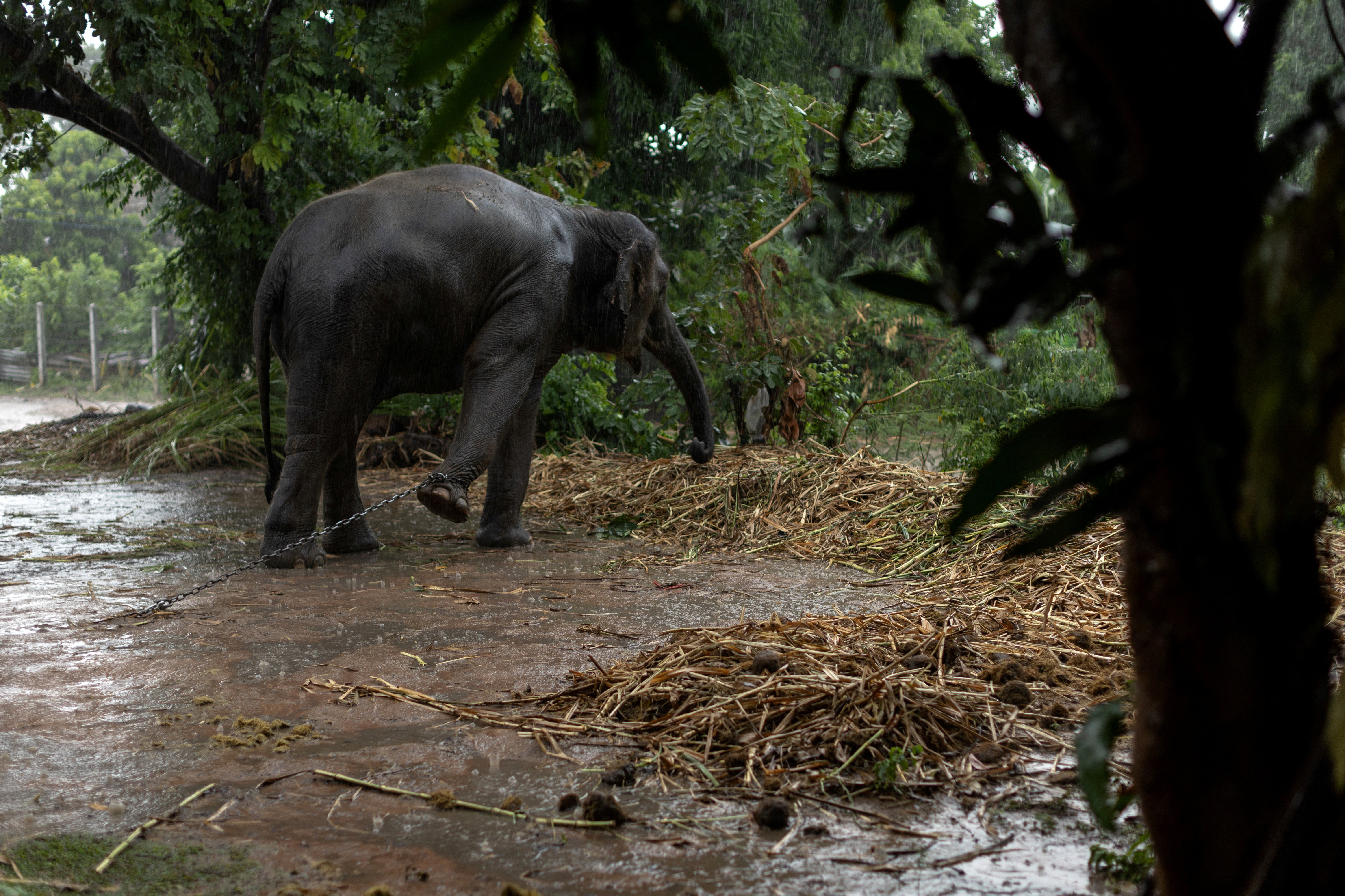 A chained elephant in the rain