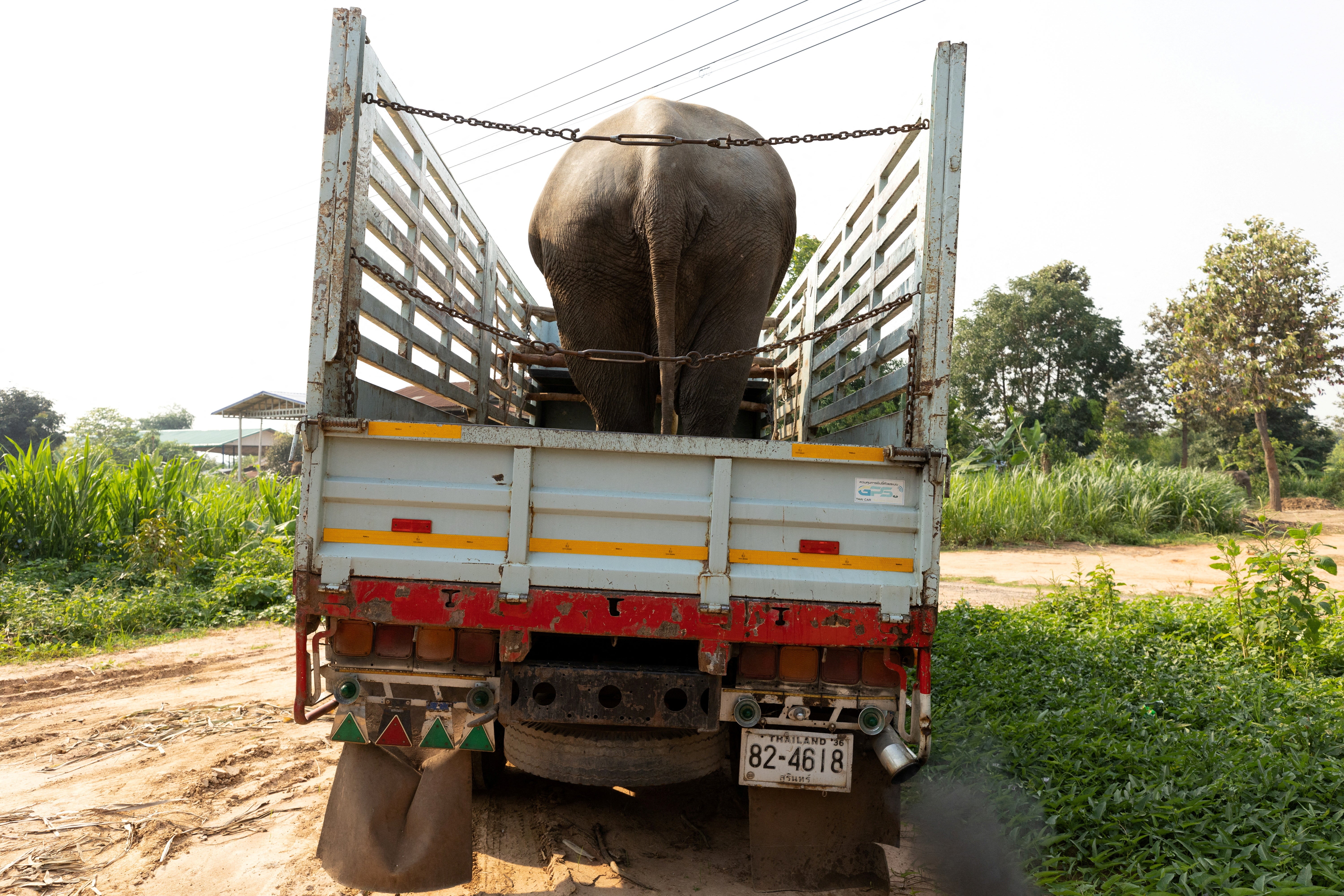 An elephant rides in a truck in Ban Ta Klang
