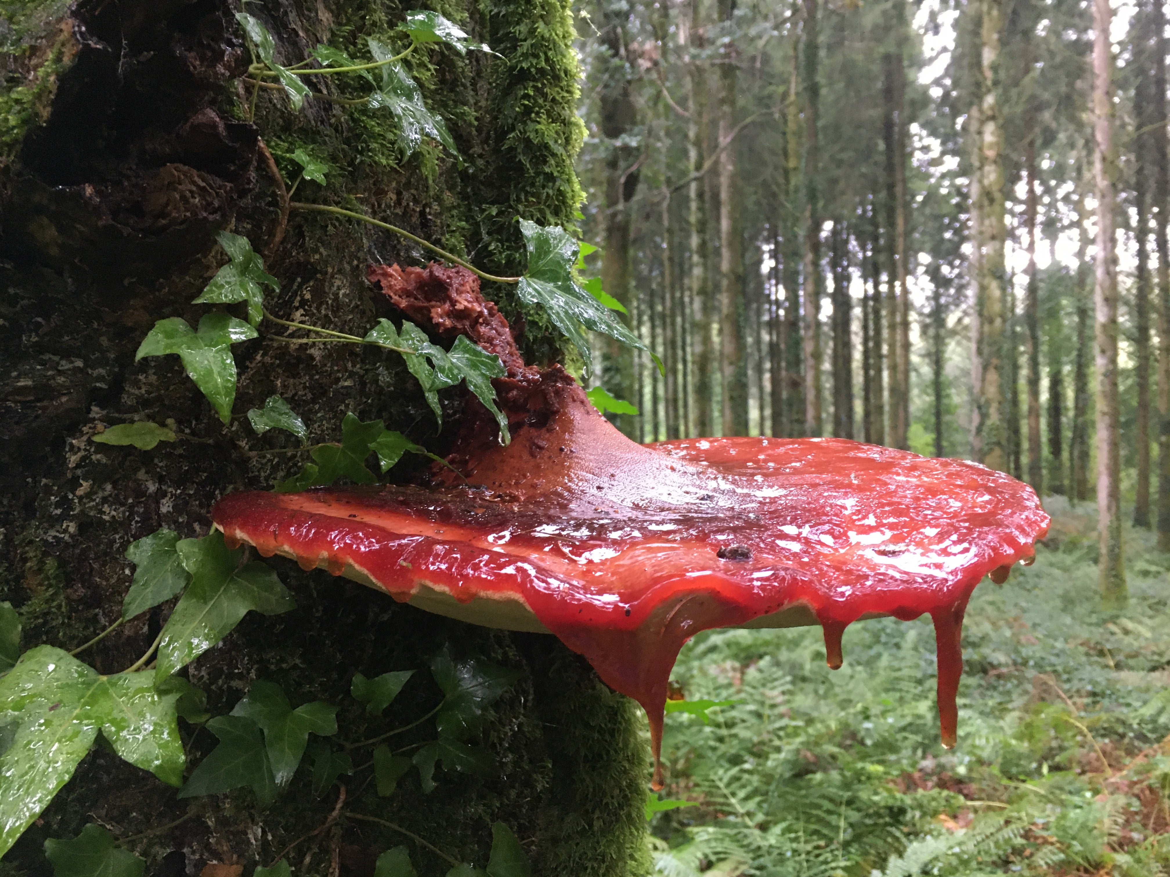 Beefsteak mushroom (Rachel Harries/Woodland Trust/PA)