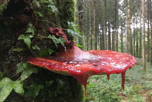 Beefsteak mushroom (Rachel Harries/Woodland Trust/PA)