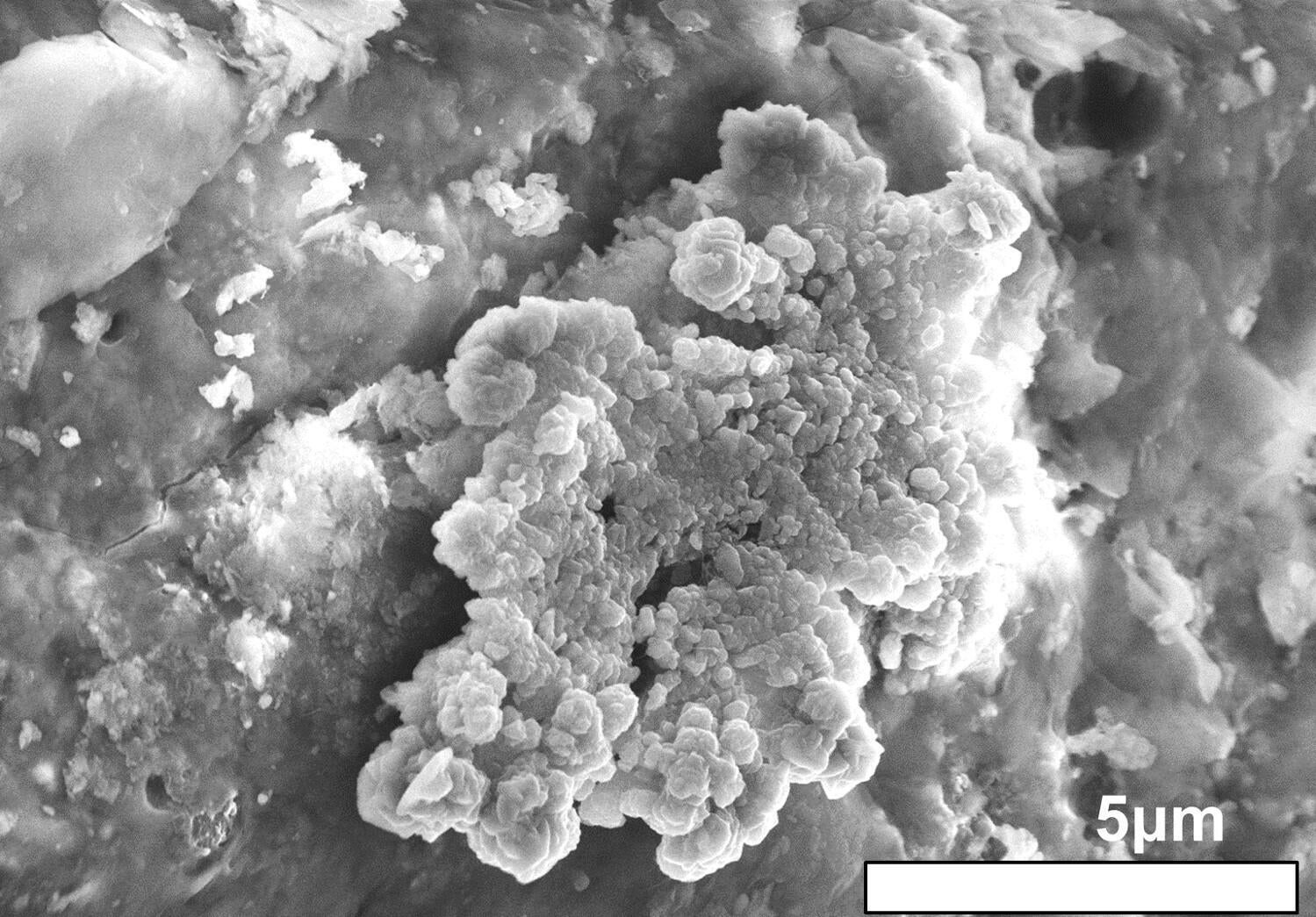 <p>Electron microscopy image shows crystals similar in shape to table corals found on the surface of the asteroid Ryugu sample</p>