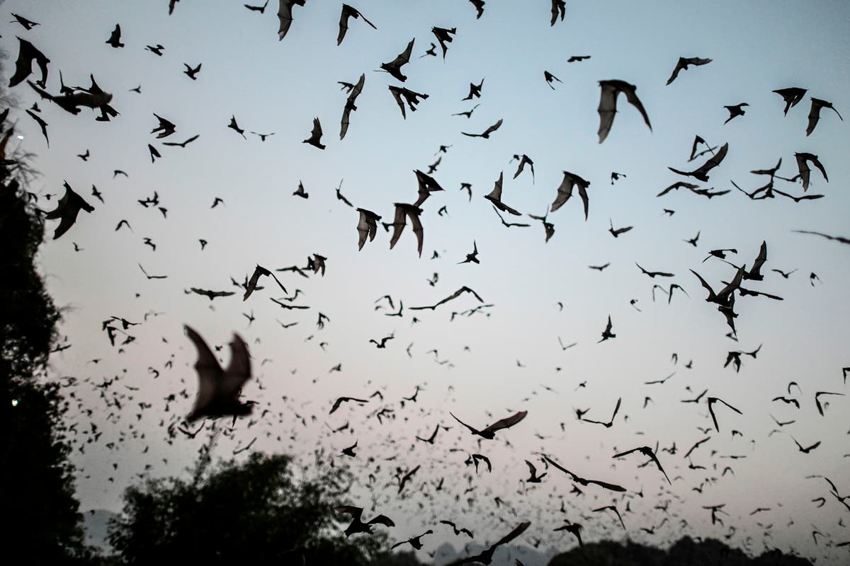 New Covid-like virus discovered in Russian bat may infect humans, evade vaccines