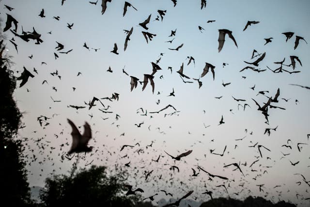 <p>Bats fly out from Linno Gu cave in Hpa-An, Karen State on March 1, 2020</p>