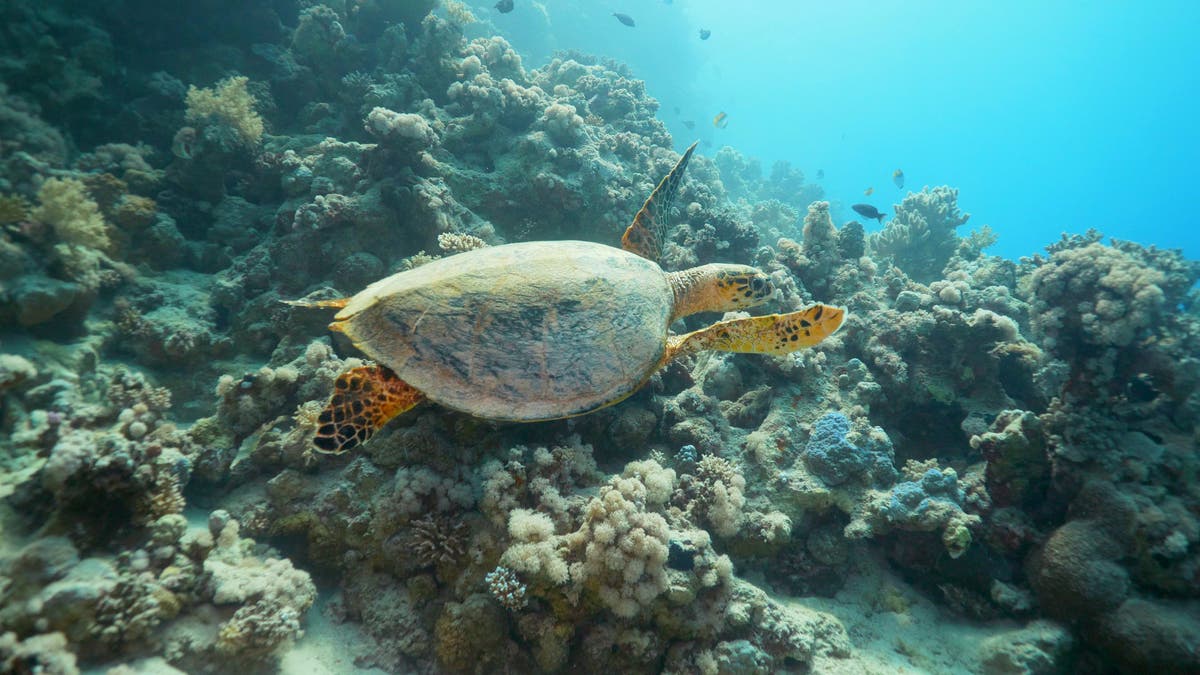 Study reveals secret communication between sea creatures