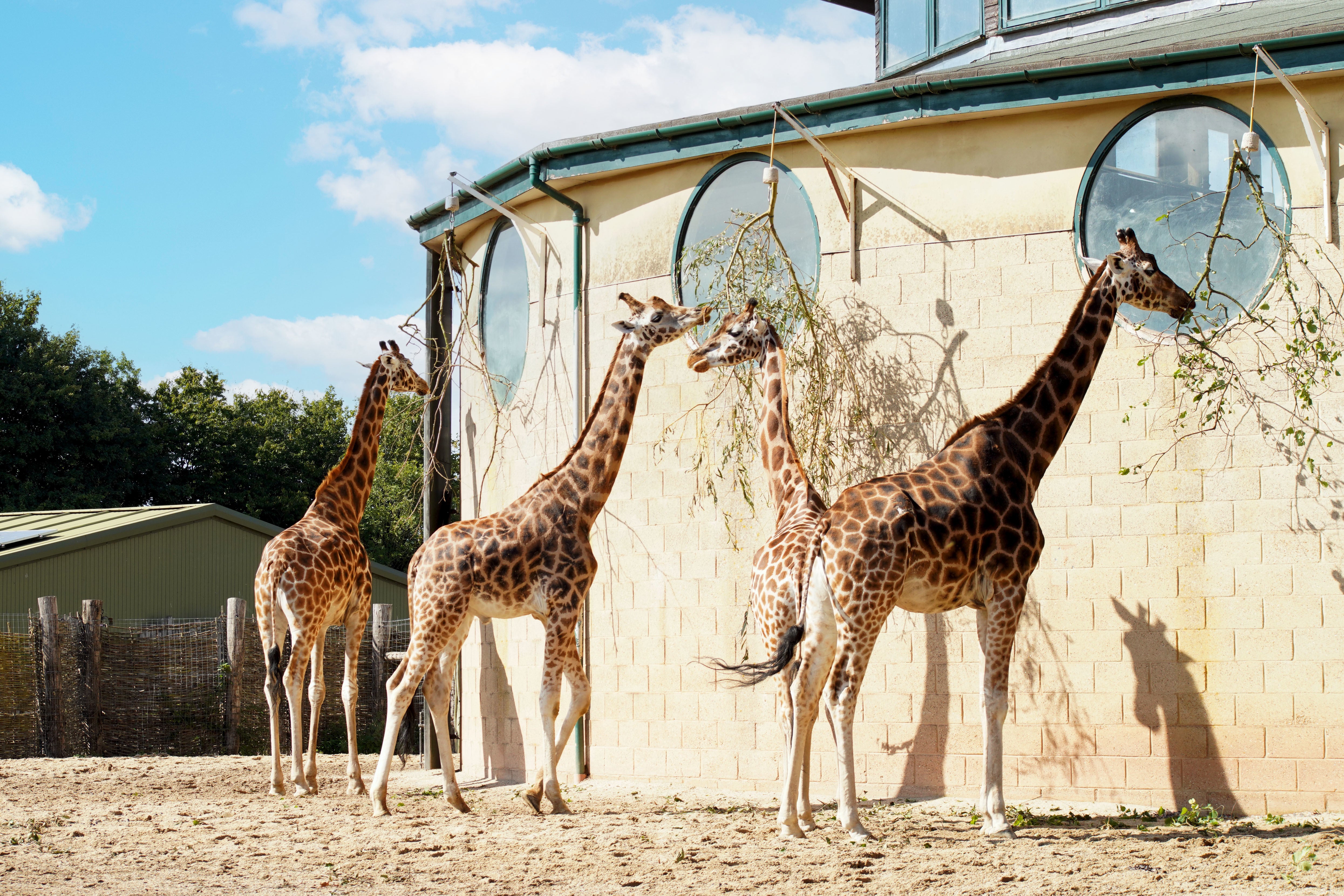 The distressed giraffe knocked itself against the door of its enclosure and suffered leg wounds