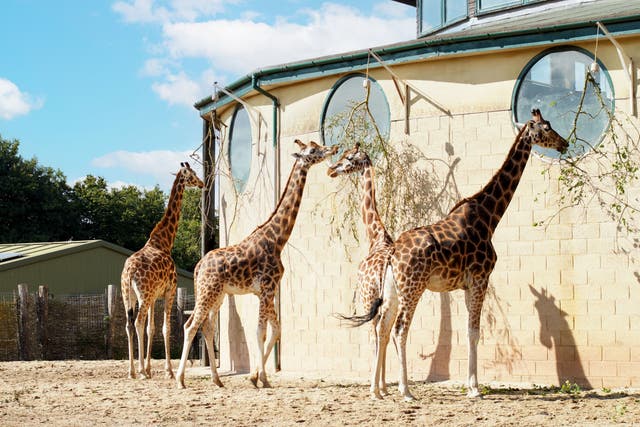 Giraffes Makeda, Mburu, Ruby and Christa at the zoo (Marwell Zoo/PA)