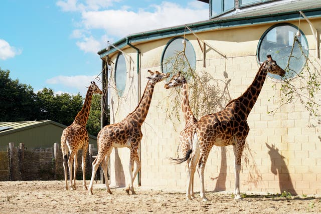 <p>The distressed giraffe knocked itself against the door of its enclosure and suffered leg wounds</p>