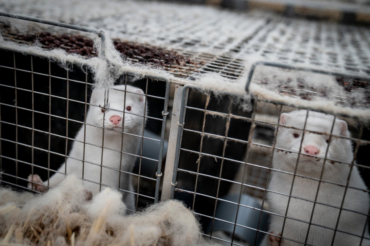 Denmark to allow 'significantly reduced' mink production | The Independent
