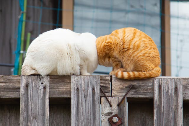 <p>Two cats sit cheek-to-cheek on a fence</p>