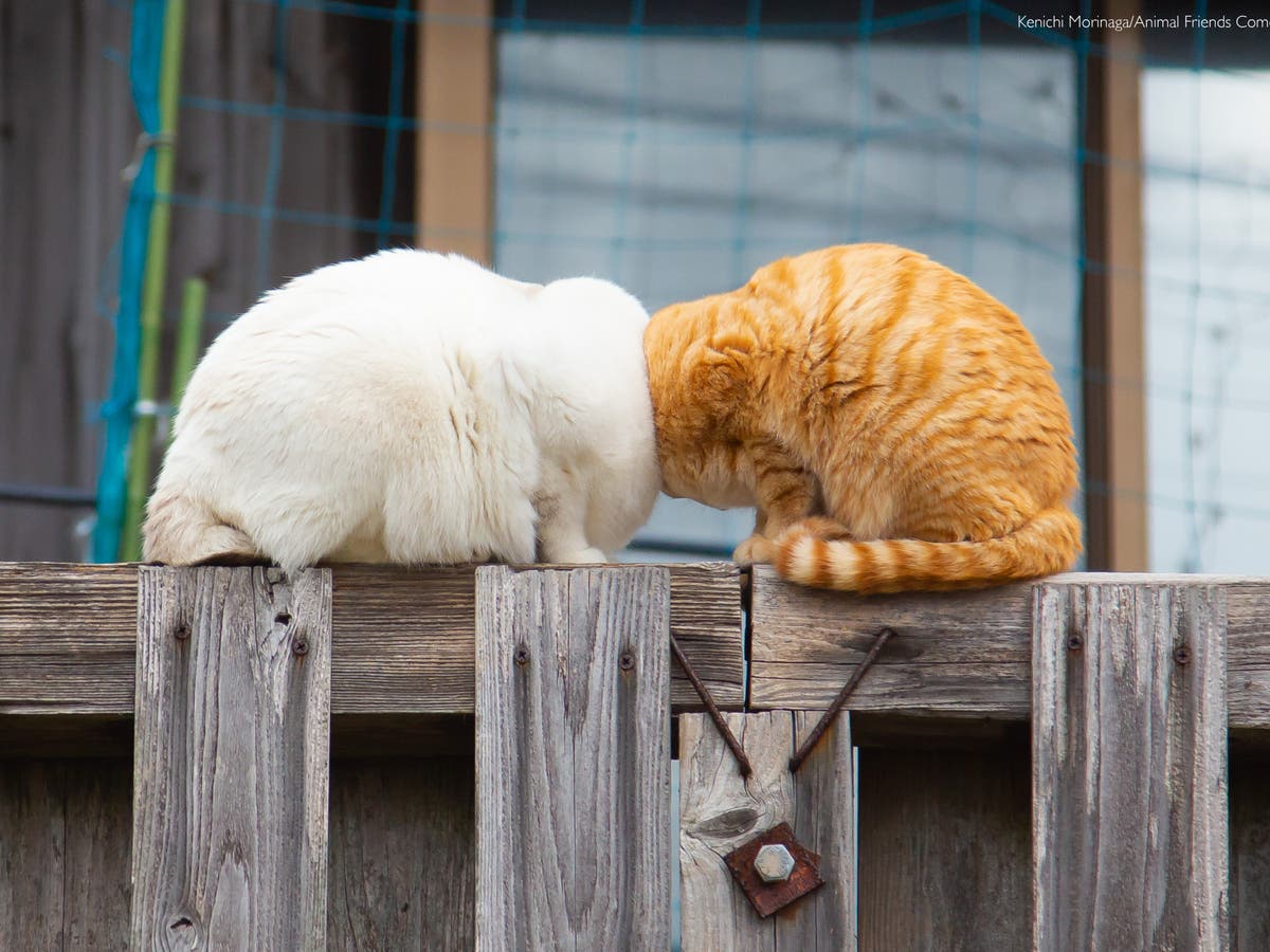 ‘Conjoined’ cats take home top prize at Comedy Pet Photo Awards The