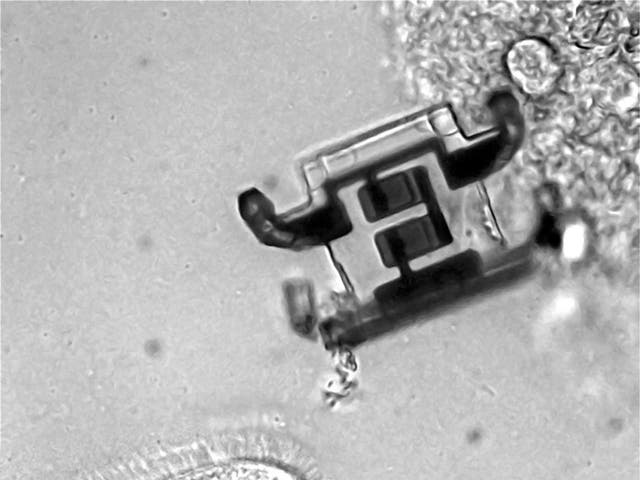 <p>Solar-powered microrobots that measure 250 micrometres in size can walk without external control</p>