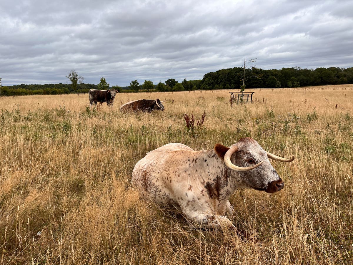 Bid to create ‘edible landscape’ for people and nature on former shooting estate