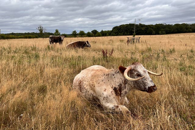 Long horn cattle at Ewhurst Park (Emily Beament/PA)