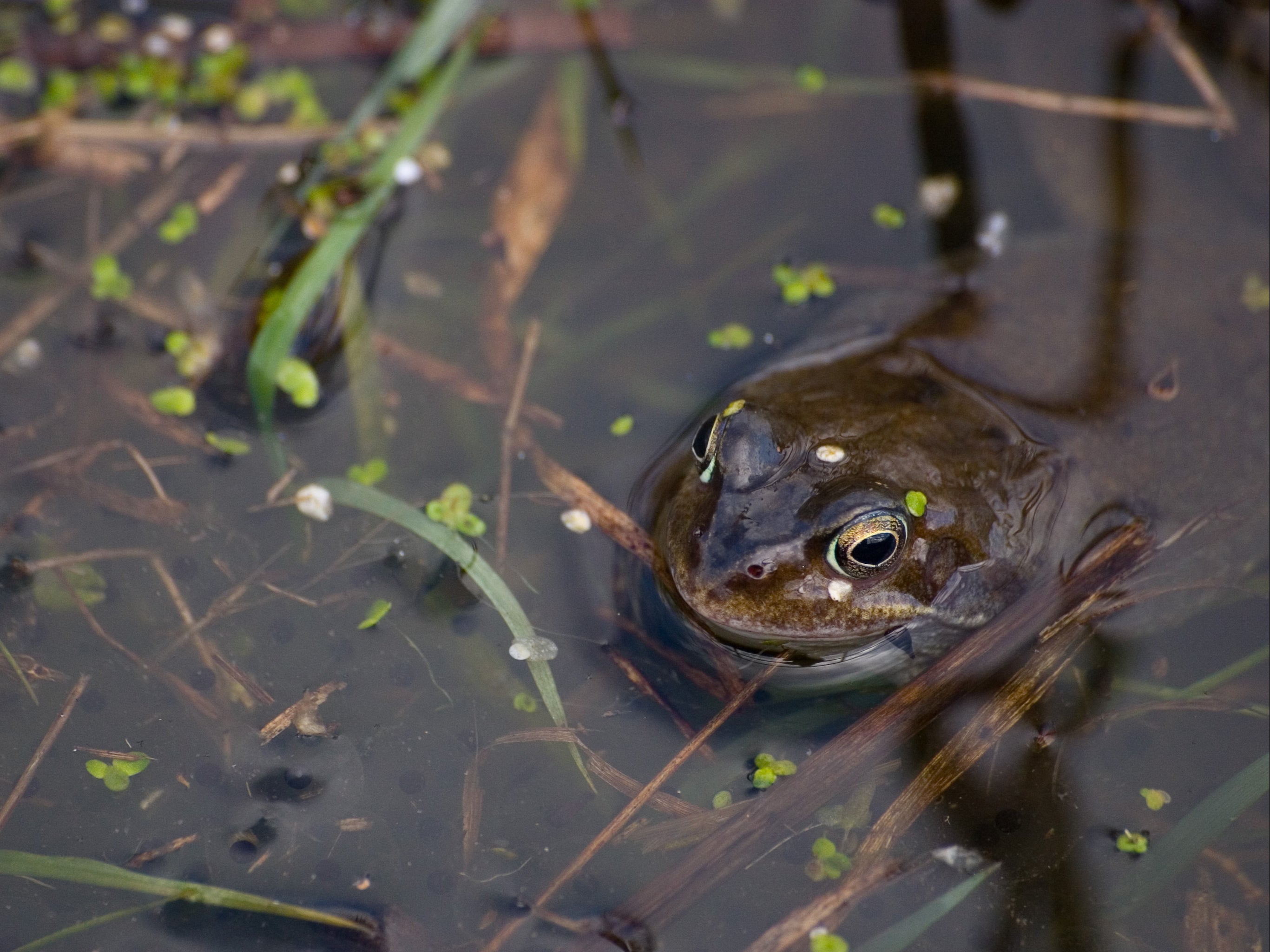 Turning part of your garden into wetland could help support dwindling wildlife populations