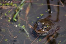 Turn gardens into ‘bogs’ to combat drought and sewage in waterways, experts suggest