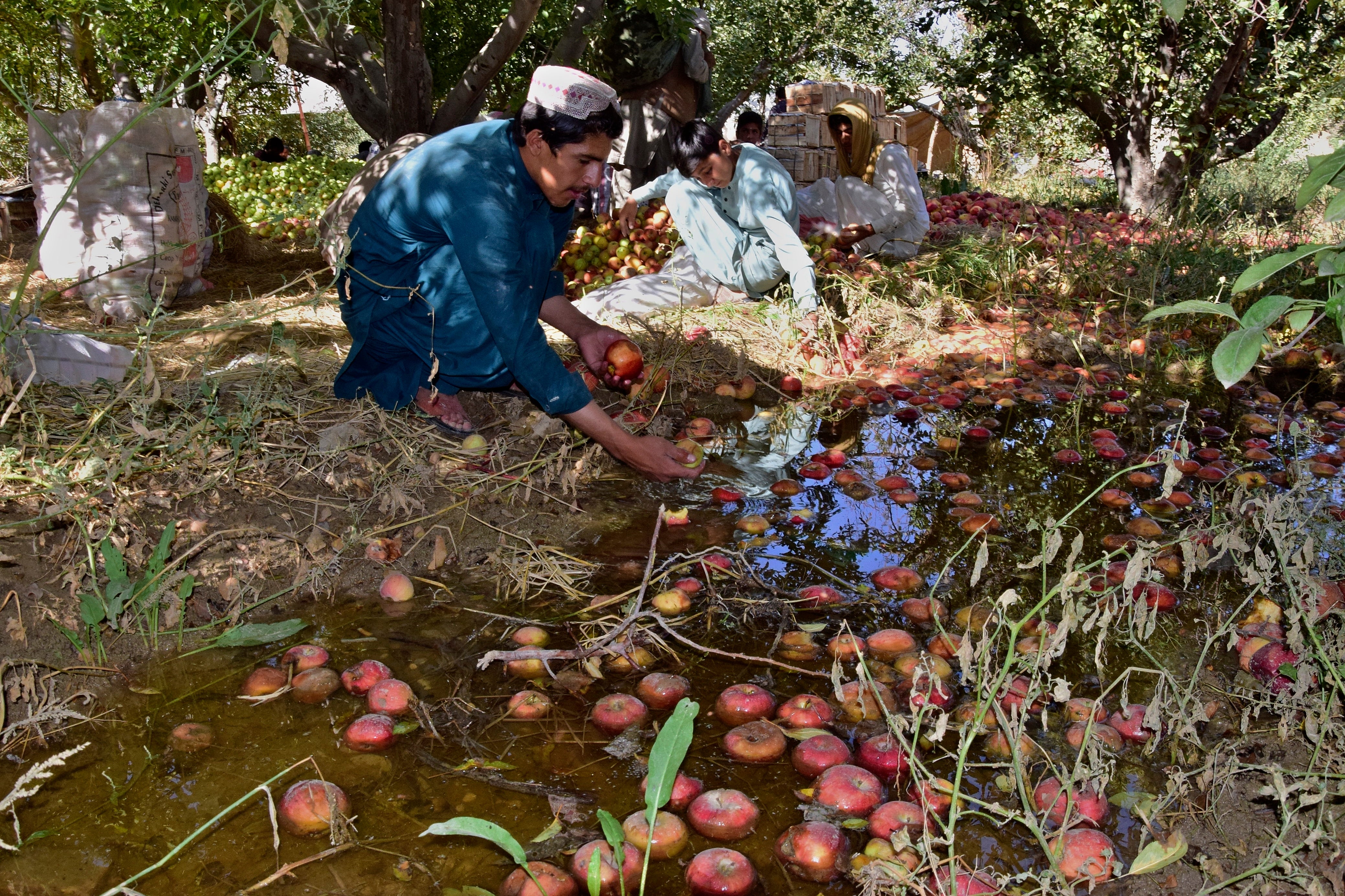 Pakistan Floods Agriculture