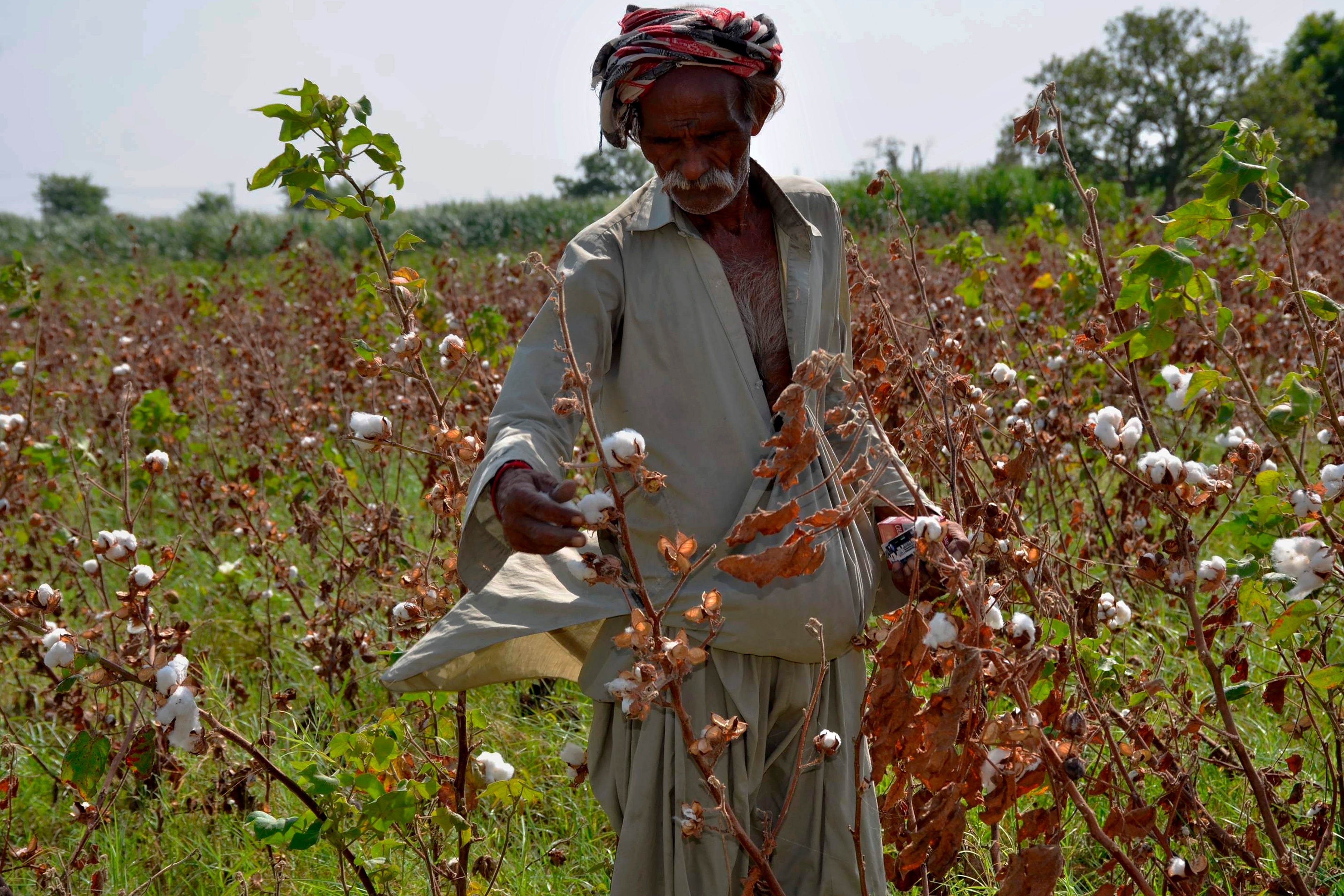 Pakistan Floods Agriculture