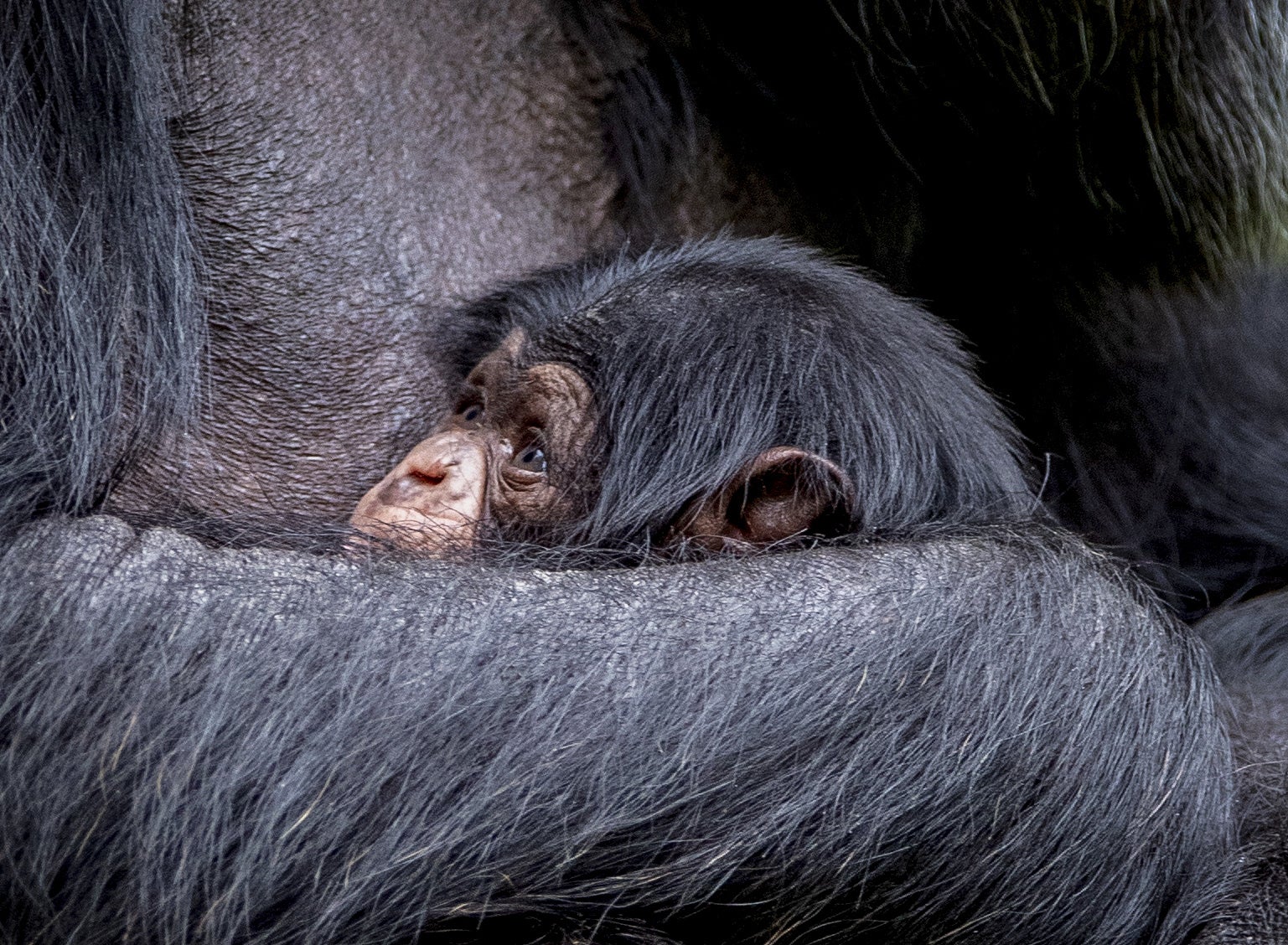 Family ties give animals reasons to help or harm as they age, research suggests (Peter Byrne/PA)