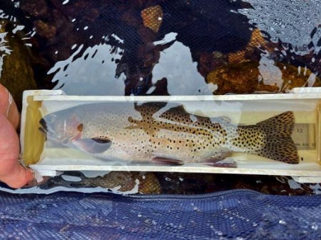 The greenback cutthroat trout was once thought to be extinct