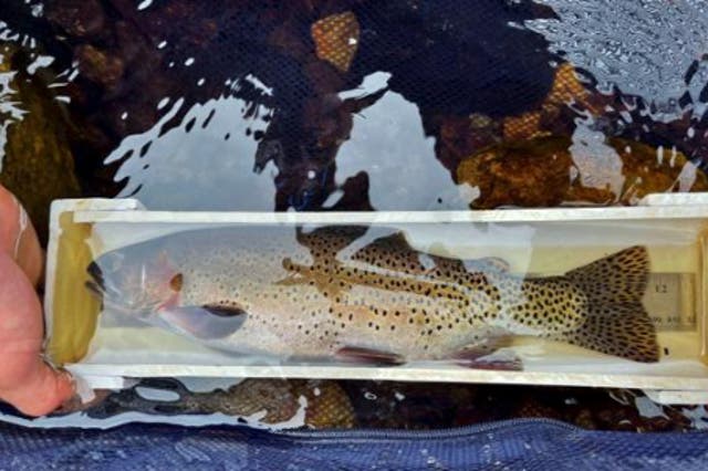 <p>The greenback cutthroat trout was once thought to be extinct</p>
