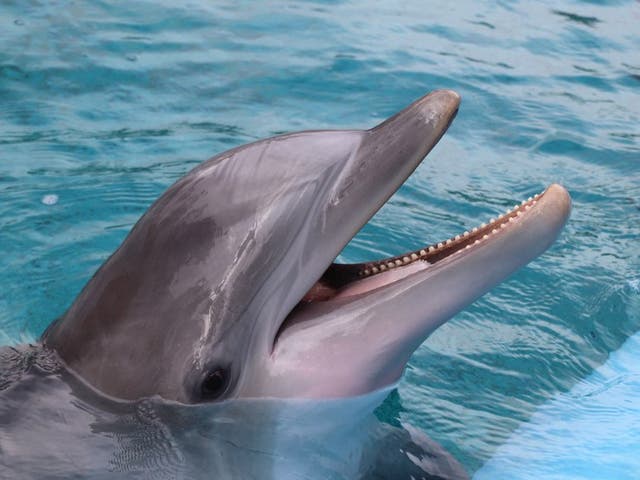 <p>11-year-old dolphin, K2, becomes third such mammal to die at Las Vegas hotel since April</p>