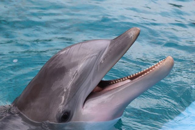 <p>11-year-old dolphin, K2, becomes third such mammal to die at Las Vegas hotel since April</p>