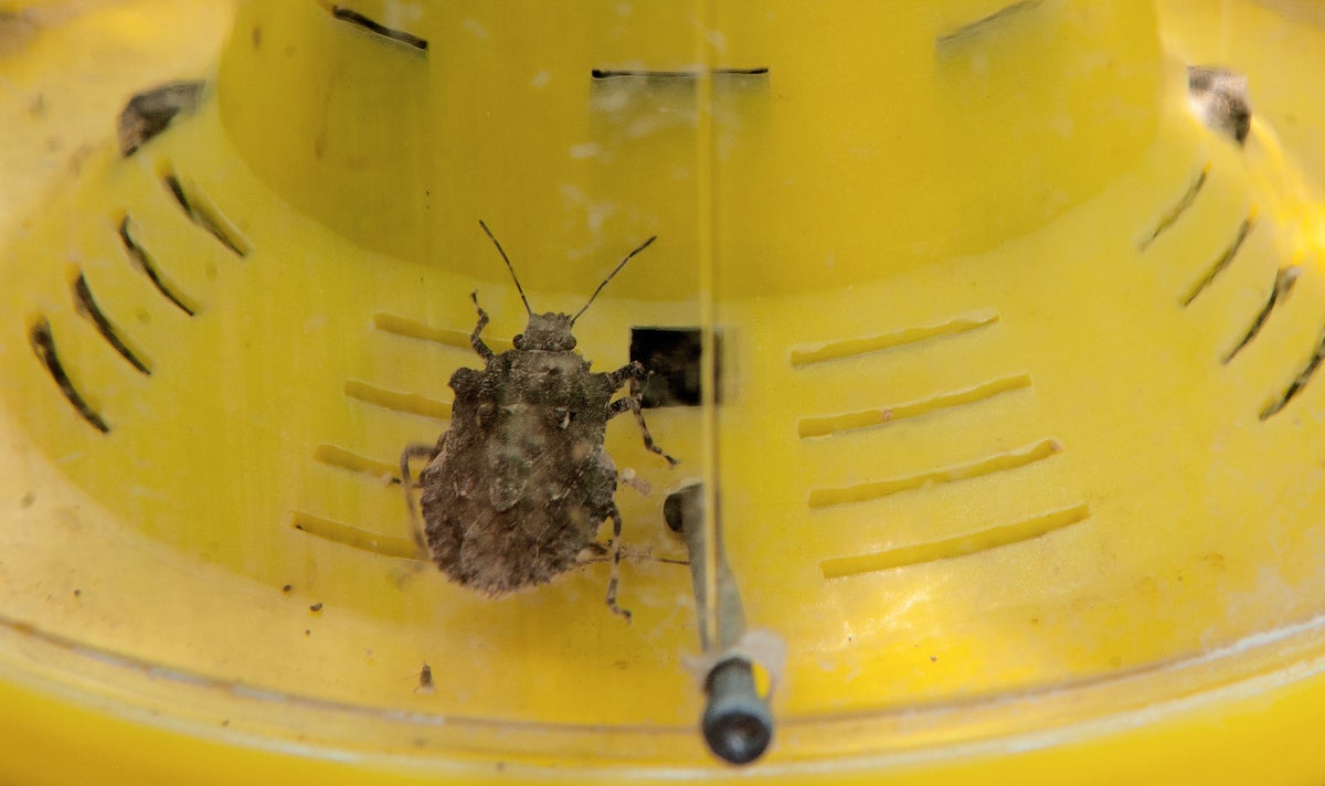 Stink bugs spreading quickly to new elements of US as a consequence of local weather change, research warns