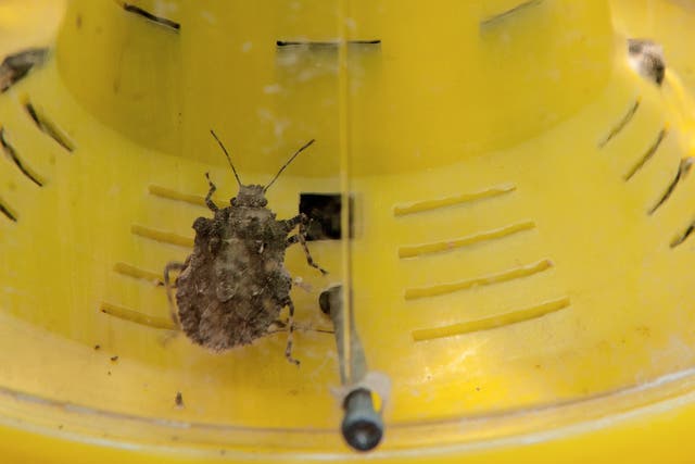 <p>The brown marmorated stink bug, an invasive insect species from Asia, is seen in a trap on the Catoctin Mountain Orchard</p>