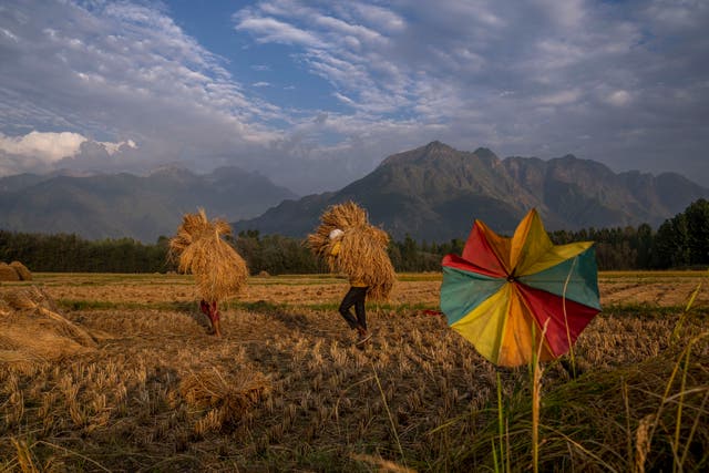 <p>People carry harvested paddy in a rice field on the outskirts of Srinagar in India </p>