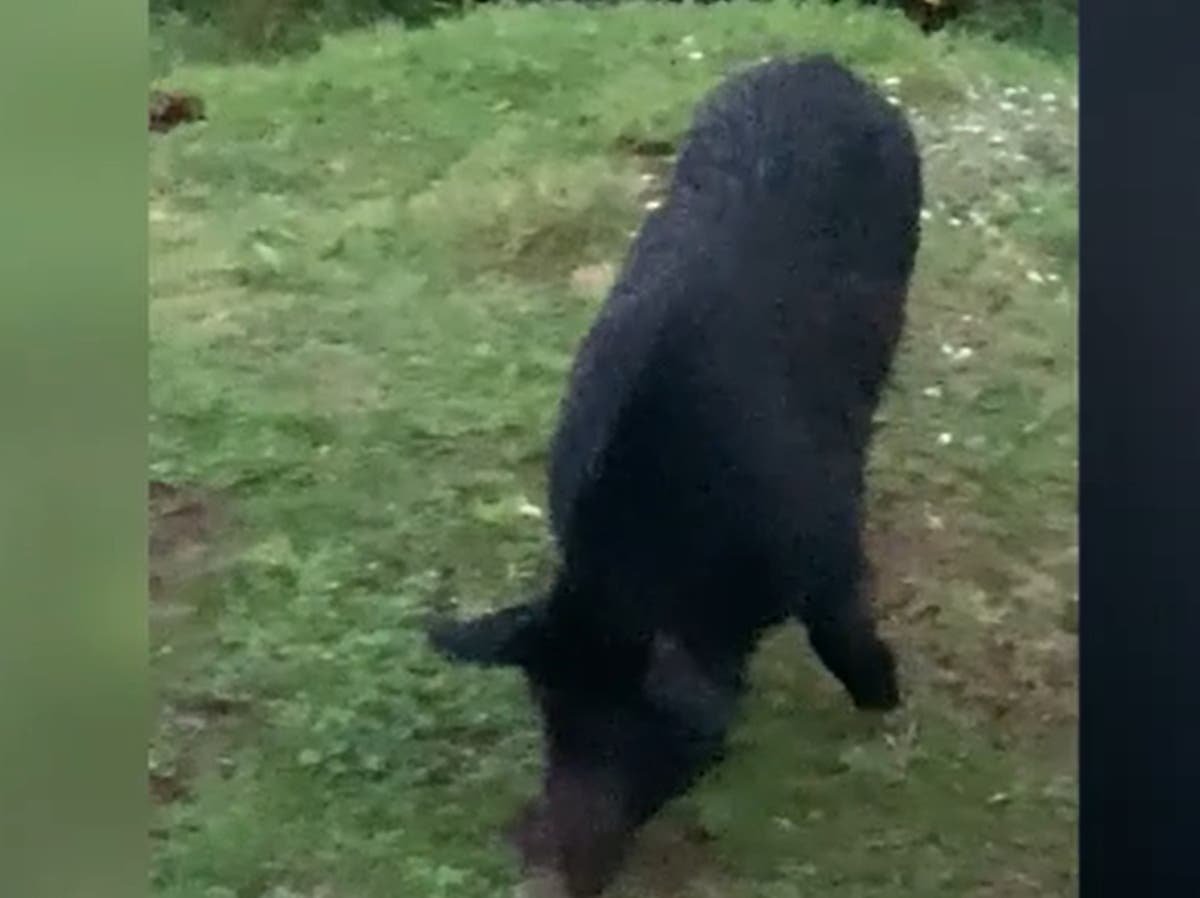 ‘Wild scene’: Feral pigs torment residents in New Zealand capital