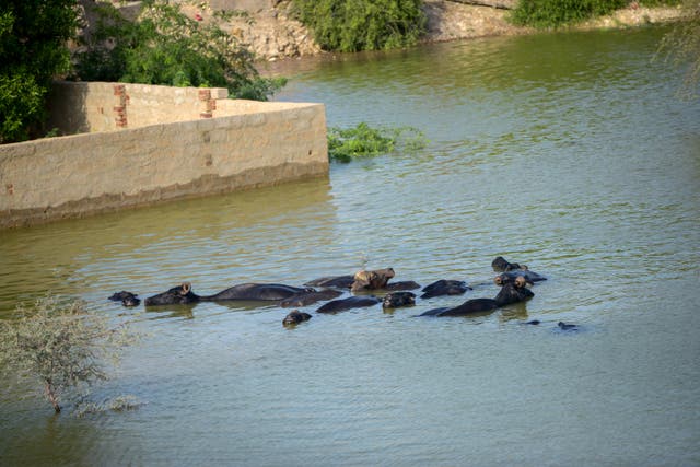 Pakistan has suffered one of its worst climate catastrophes – and ...