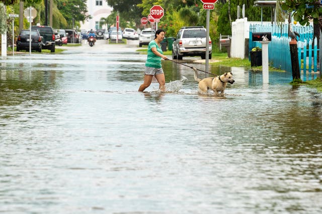 <p>A person walks their dog in Key West, Florida on Tuesday as floodwaters from Hurricane Ian start to hit the state</p>