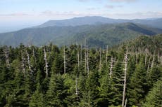 Trees bulking up and growing faster on excess carbon dioxide in atmosphere, study suggests