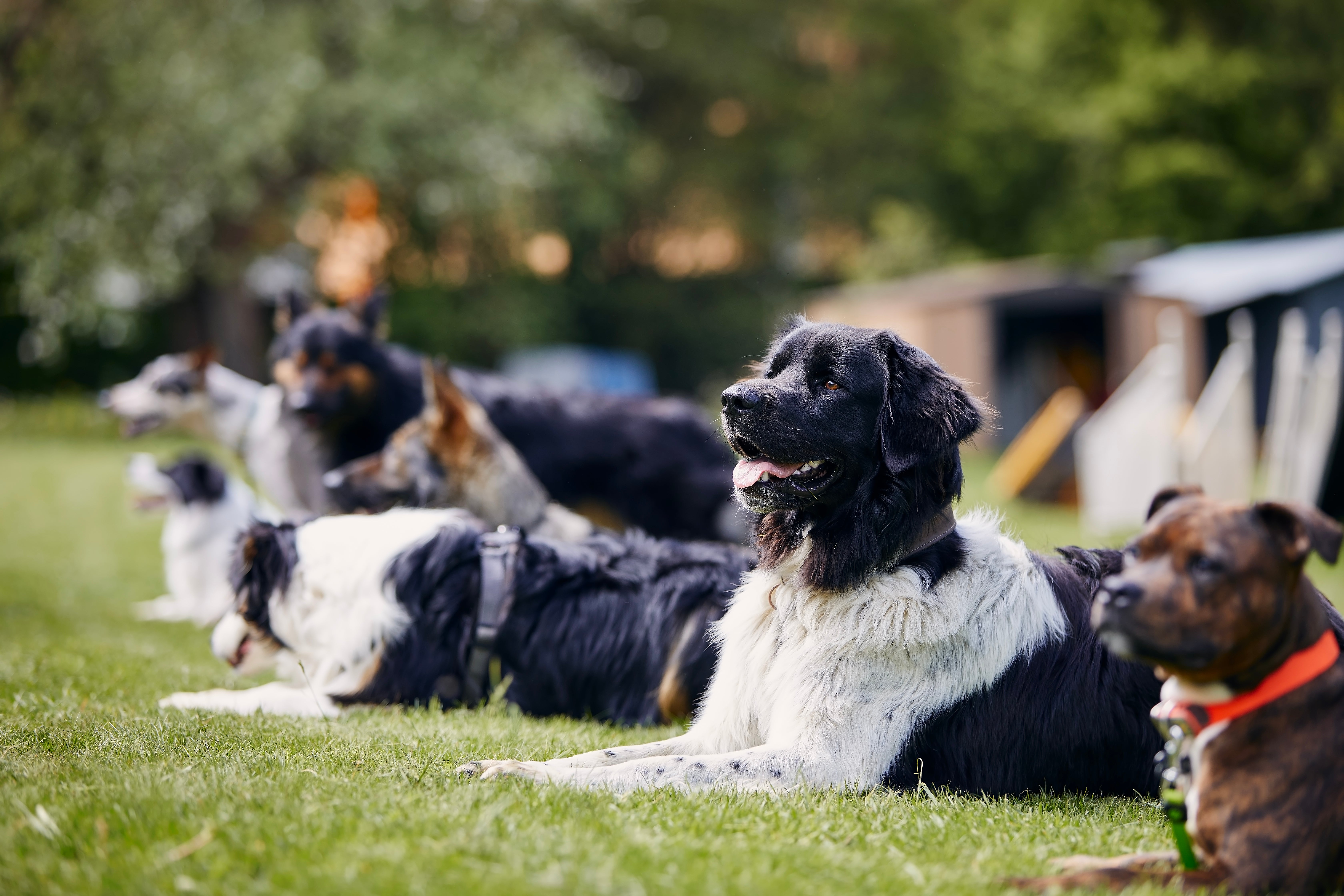 British experts said the research is useful in highlighting the role pet dogs could play as a possible "patient zero" for a future dog flu outbreak