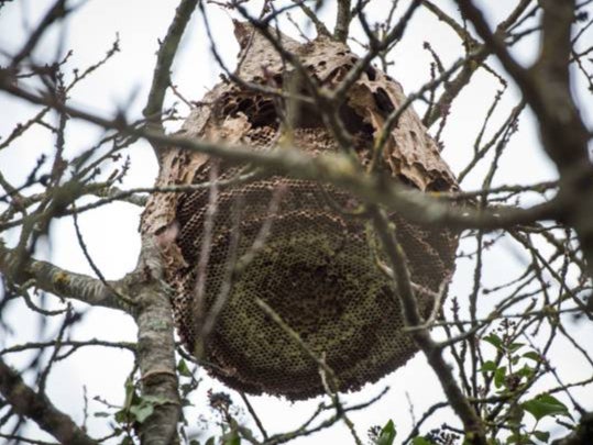 An abandoned Asian hornet nest