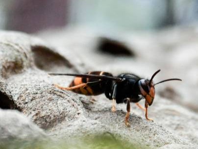 Asian hornets have eaten large numbers of bees in France