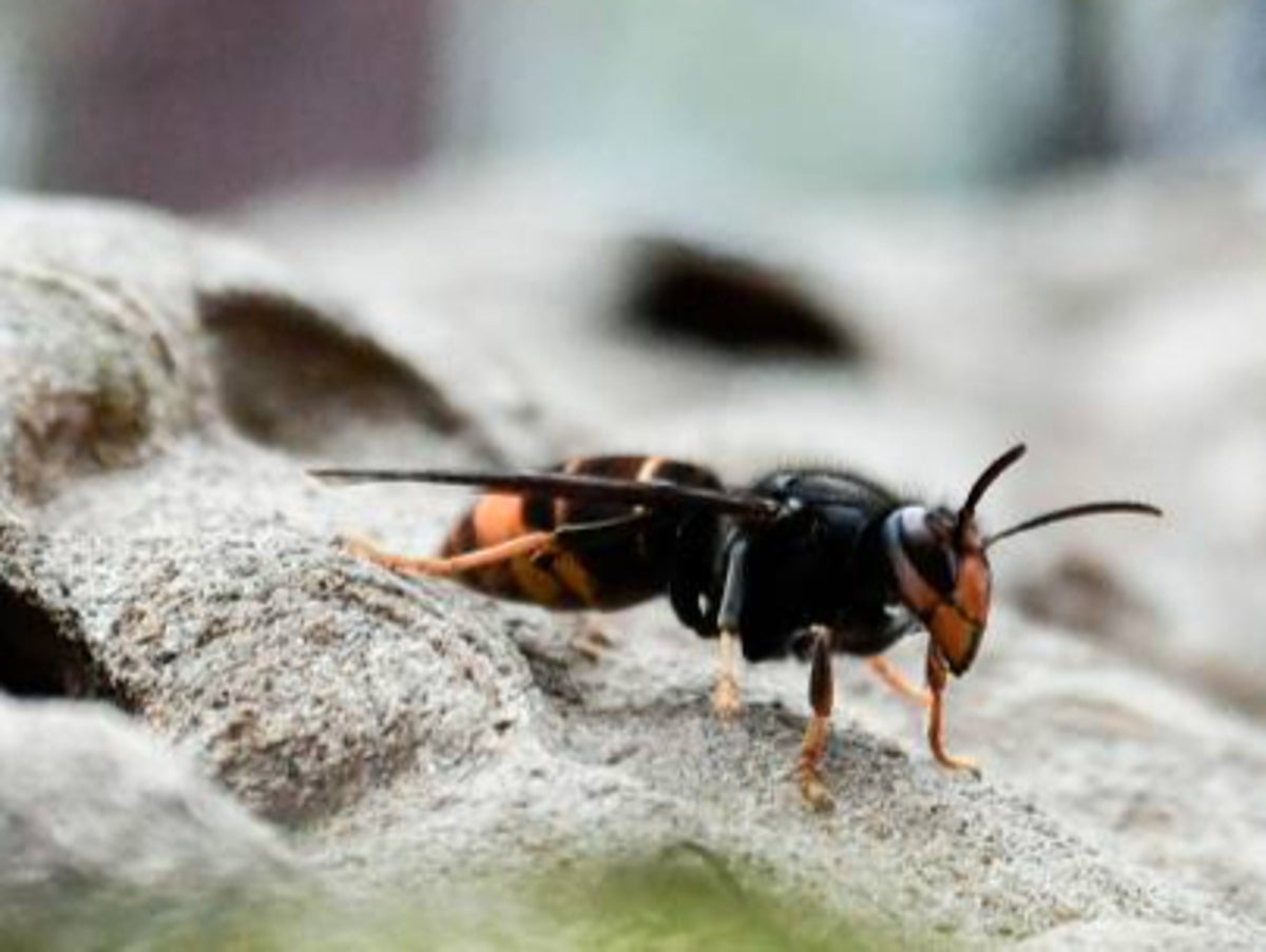 Beekeeper issues Asian hornet warning after surge in sightings