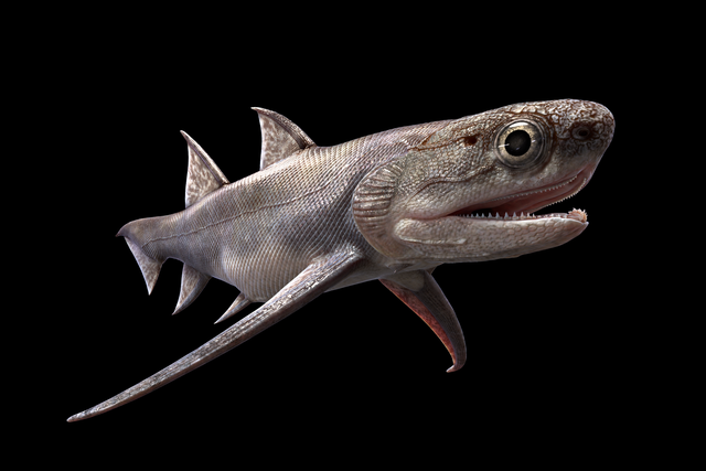 Researchers say ancient shark-like fish appeared much earlier than previously thought (Heming Zhang/PA)