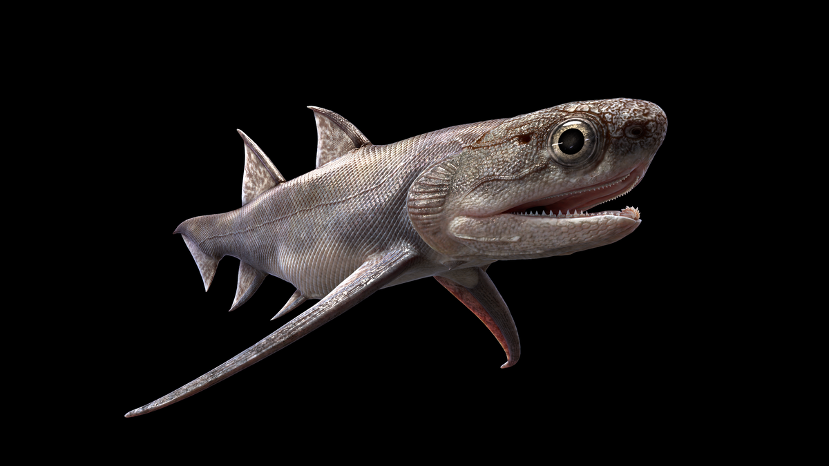 Ancient shark-like fish appeared much earlier than previously thought – study