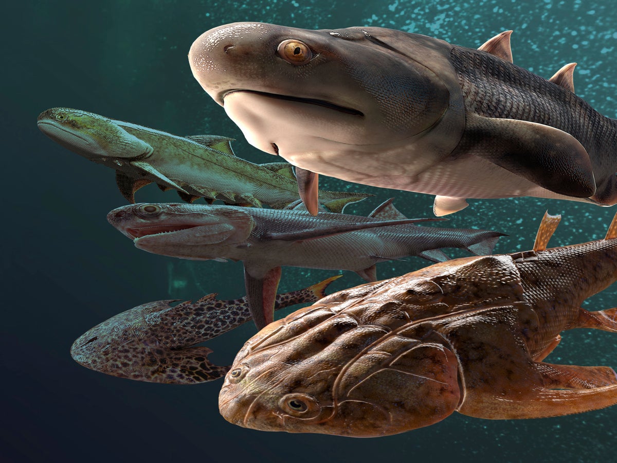 Fossil Of Ancient Fish With Massive Jaws Discovered In Colorado