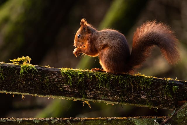 A red squirrel has been freed after it became trapped in a Greggs store in Pitlochry (Danny Lawson/PA)