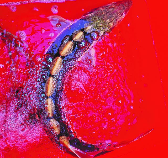 <p>A Yangtze sturgeon, which was found in Tuanfeng county, Hubei province, ready to be released by its rescuers on 6 September </p>