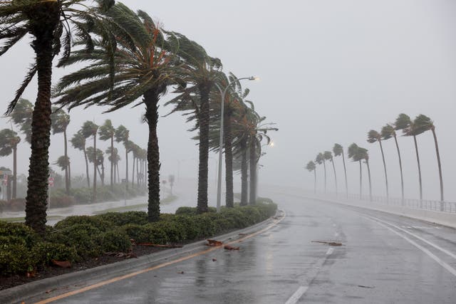 <p>Palm trees bend in  Hurricane Ian’s powerful winds on Wednesday in Sarasota, Florida</p>